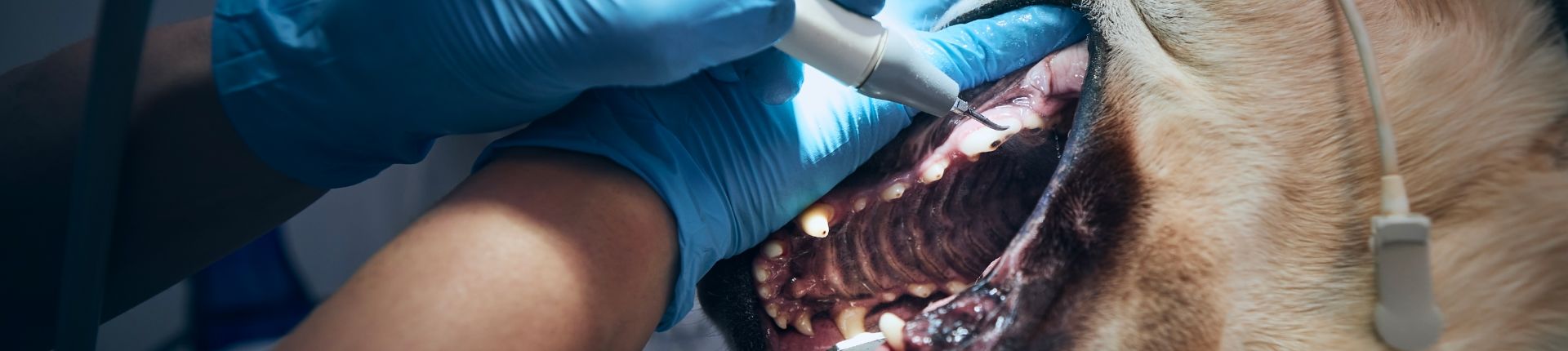 动物牙科诊疗