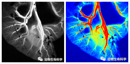 2-肠系膜第五分支血管.jpg