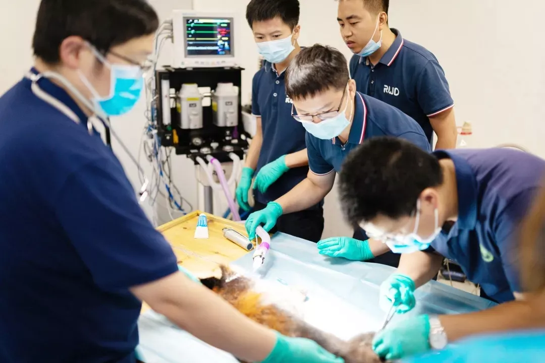 6-瑞沃德员工正在给小熊猫做麻醉手术.png