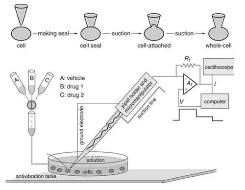 6-不同药物作用机制研究.png