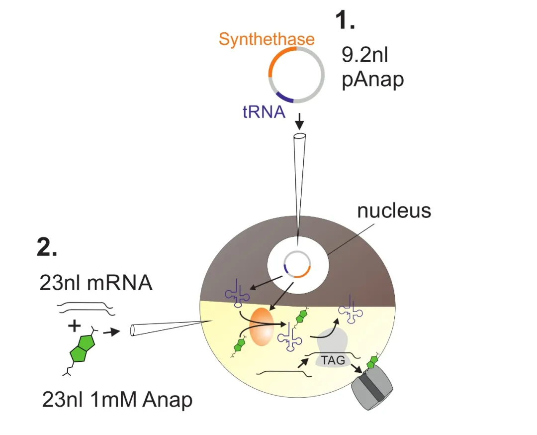8-注射DNA和RNA.png