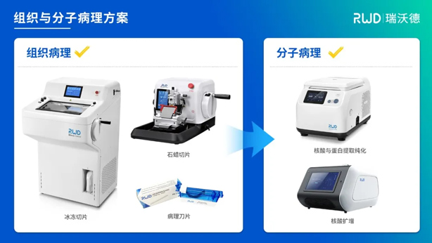 6-组织与分子病理.jpg