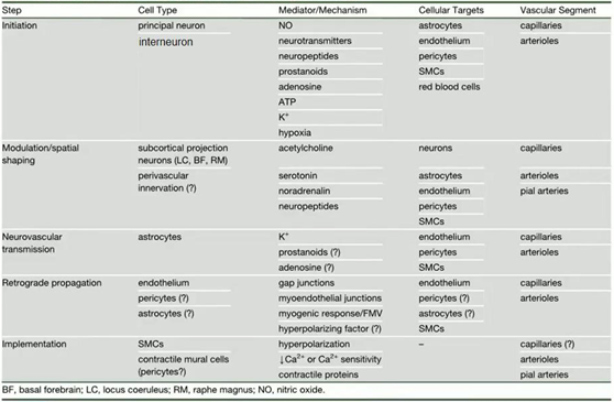 6-神经血管耦连机制.jpg