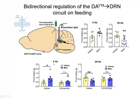 直播回顾 |「大成学堂」DA(VTA)→5-HT(DRN)神经环路调控神经厌食症 