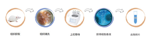 组织温和酶解试剂盒的得力助手——碎片高效去除试剂盒