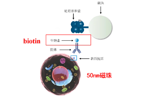 通用型链霉亲和素磁珠