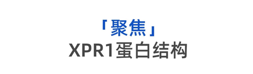 揭示细胞外排磷酸盐机制，探索人体磷酸盐转运深层机密——Nature一作颜芮
