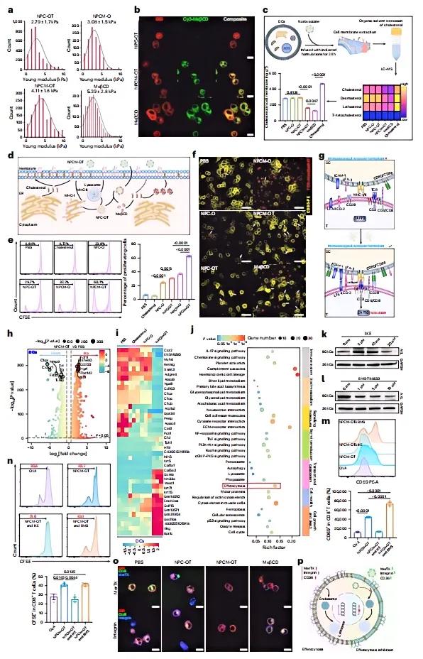 enhance-immune-synapse-formation-between-antigen-presenting-cells-apcs-and-t-cells.jpg