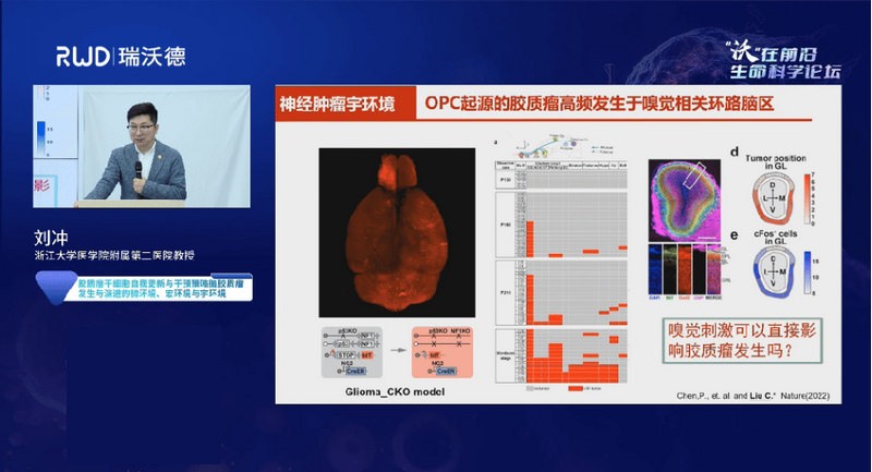 liu-chong-glioma-microenvironment-olfactory-igf1.jpg