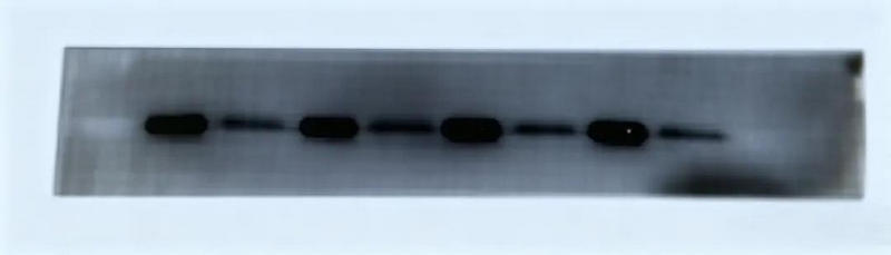 背景不均匀的 western blot 膜示意图.jpg