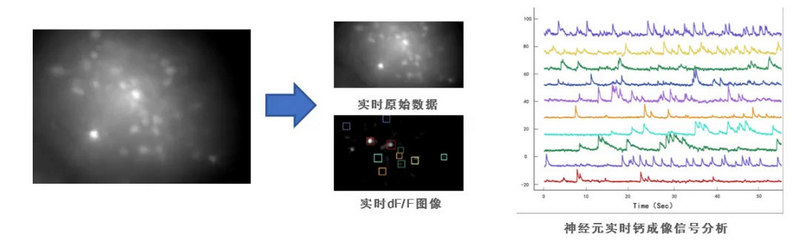 MiniFM Miniscope钙成像系统实验图像.jpg