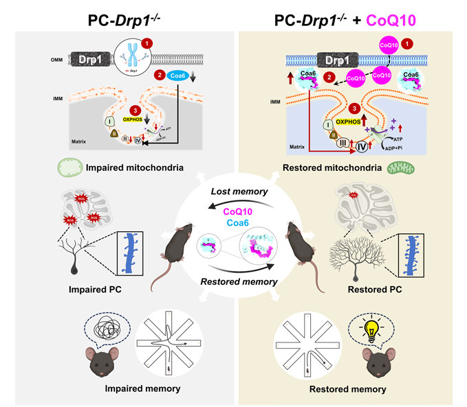 Drp1-CoQ10-Coa6-ETC调控轴.jpg