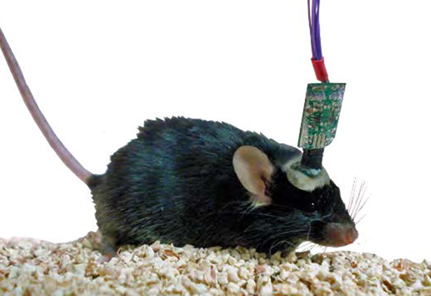 小动物脑电信号记录系统