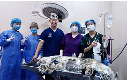 守护动物健康，瑞沃德助力完成世界首例雪豹白内障手术