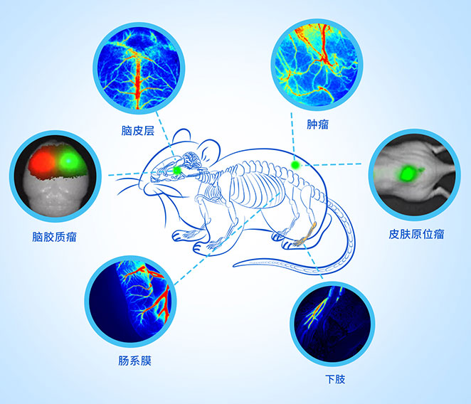 方案介绍 动物活体成像方案