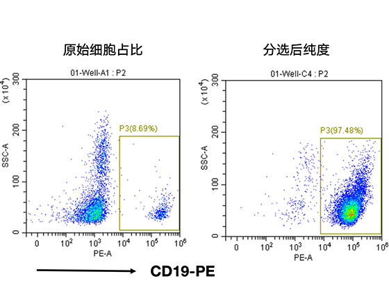 人CD19+细胞分选试剂盒（科研级）