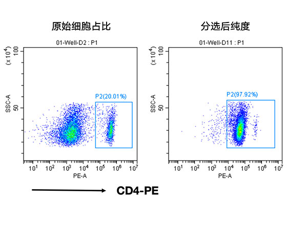 分选小鼠脾脏中的CD4+ T细胞