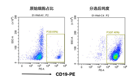 人CD19+细胞分选试剂盒（科研级）