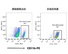 CD11b+小胶质细胞分选试剂盒