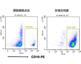 人CD19+细胞分选试剂盒（科研级）