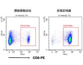 小鼠CD8+细胞分选试剂盒