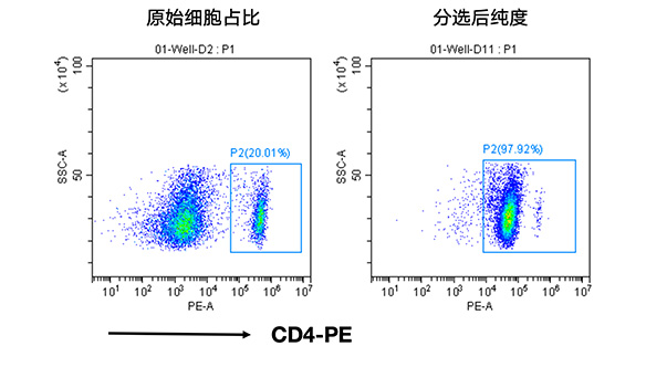 小鼠CD4+细胞分选试剂盒