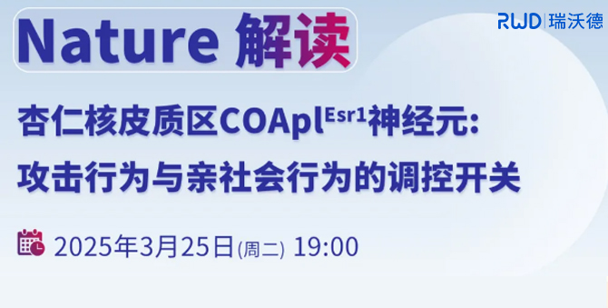 Nature解读，中科院李龙教授揭示小鼠攻击行为：杏仁核皮质区神经元如何调控欲求与满欲阶段的转换