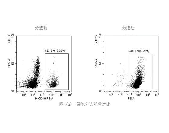人CD19 细胞分选试剂盒-CF（科研级）