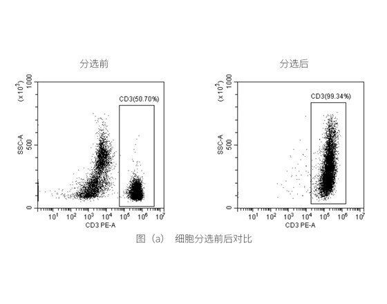 分选人PBMC中CD3细胞