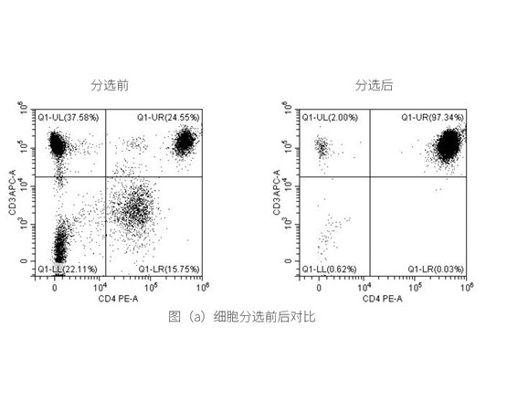 分选人PBMC中CD4细胞
