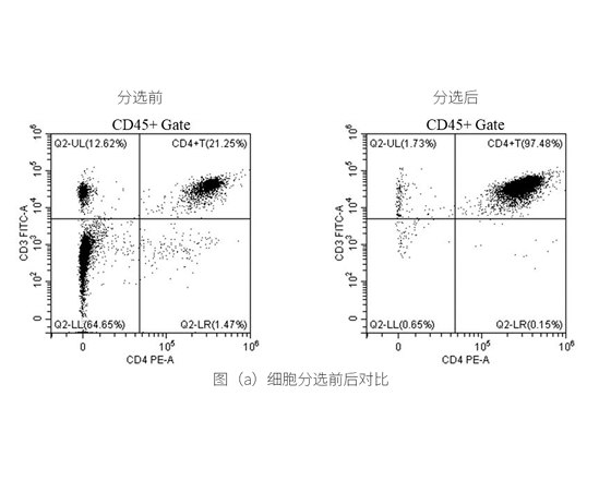 分选小鼠脾脏中CD4 T细胞