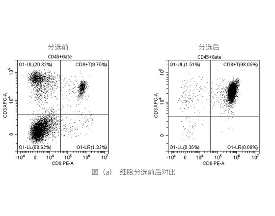 分选小鼠脾脏中CD8 T细胞