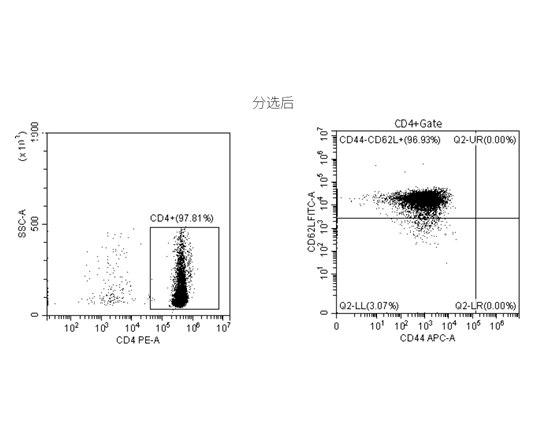分选小鼠脾脏中Naive CD4 T细胞